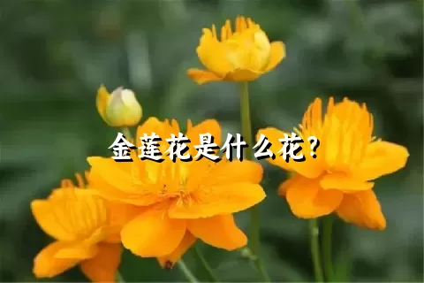 金莲花是什么花？