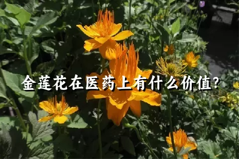 金莲花在医药上有什么价值？