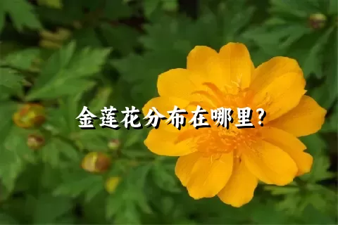 金莲花分布在哪里?