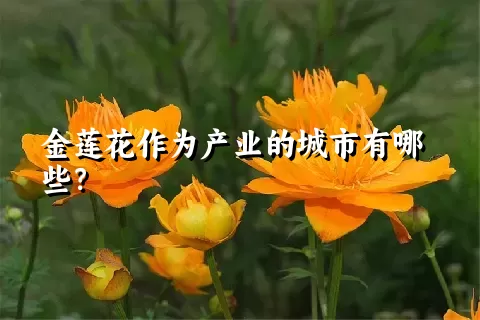 金莲花作为产业的城市有哪些？