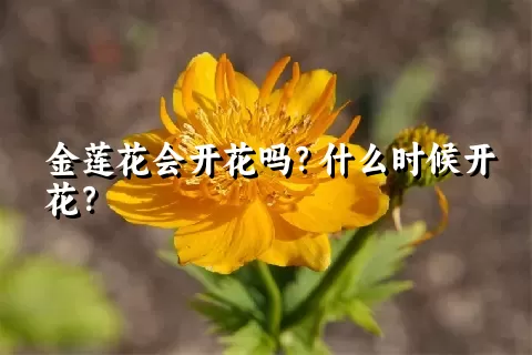 金莲花会开花吗？什么时候开花？