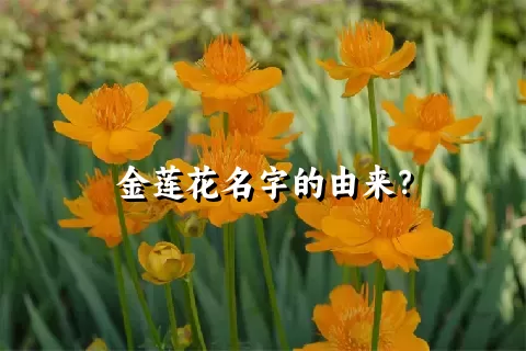 金莲花名字的由来？