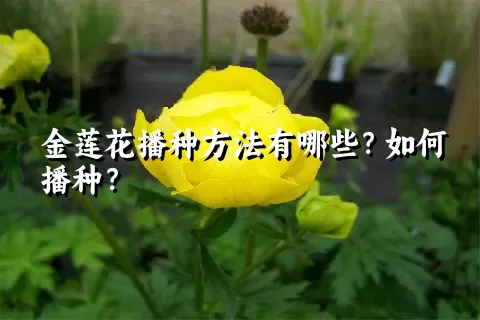 金莲花播种方法有哪些？如何播种？