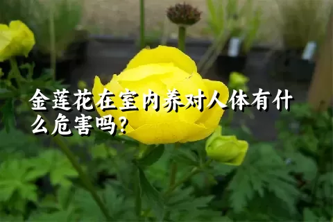 金莲花在室内养对人体有什么危害吗？