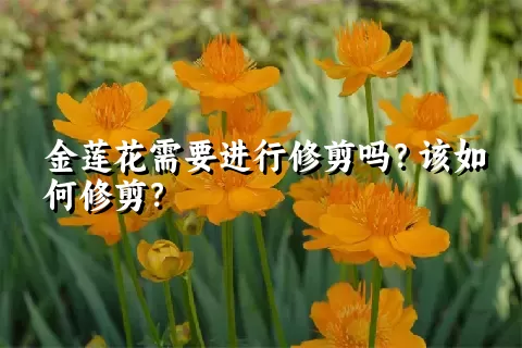 金莲花需要进行修剪吗？该如何修剪？