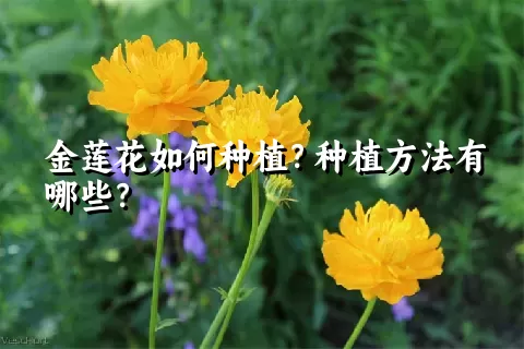 金莲花如何种植？种植方法有哪些？