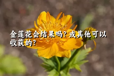 金莲花会结果吗？或其他可以收获的？