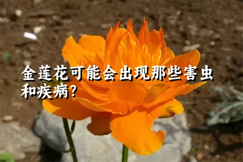 金莲花可能会出现那些害虫和疾病？