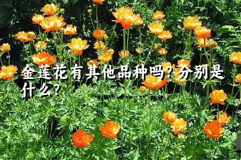 金莲花有其他品种吗？分别是什么？