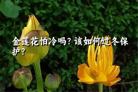 金莲花怕冷吗？该如何过冬保护？