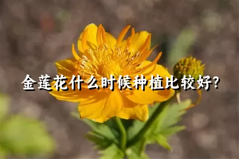 金莲花什么时候种植比较好？