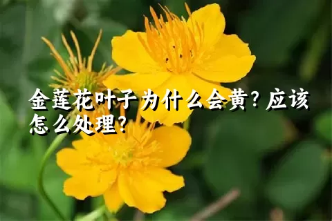 金莲花叶子为什么会黄？应该怎么处理？