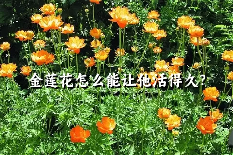 金莲花怎么能让他活得久？