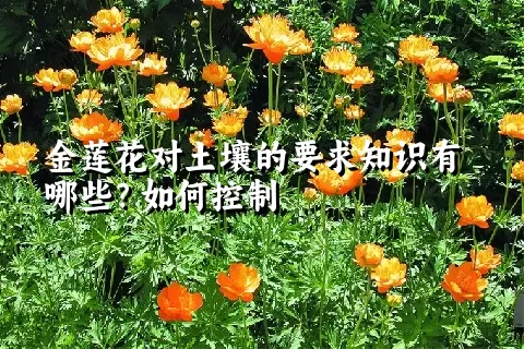 金莲花对土壤的要求知识有哪些？如何控制