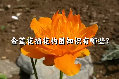 金莲花插花构图知识有哪些？