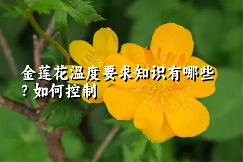 金莲花温度要求知识有哪些？如何控制