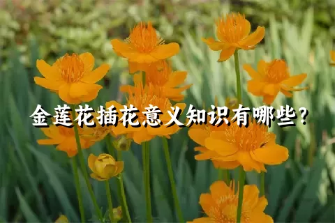 金莲花插花意义知识有哪些？