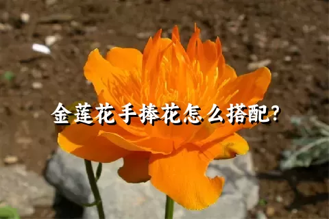 金莲花手捧花怎么搭配？