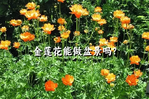 金莲花能做盆景吗？