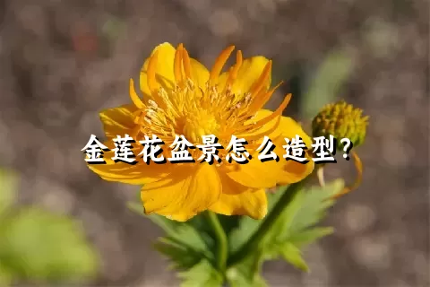 金莲花盆景怎么造型？