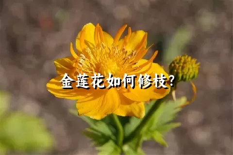 金莲花如何修枝？