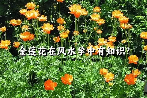 金莲花在风水学中有知识？