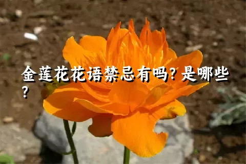 金莲花花语禁忌有吗？是哪些？