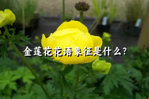 金莲花花语象征是什么？