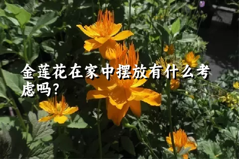 金莲花在家中摆放有什么考虑吗？