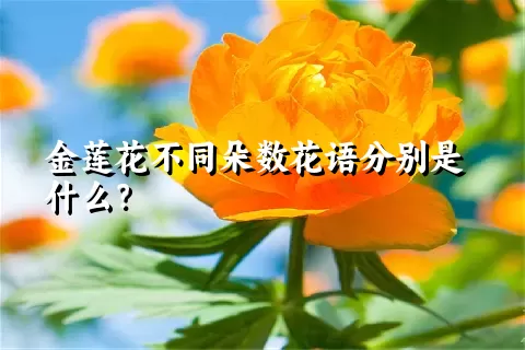 金莲花不同朵数花语分别是什么？