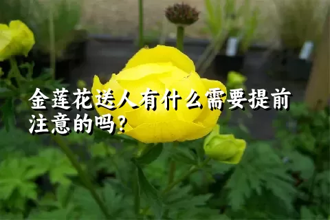 金莲花送人有什么需要提前注意的吗？