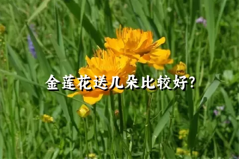 金莲花送几朵比较好？