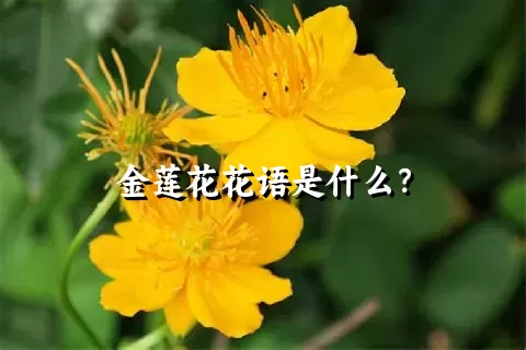 金莲花花语是什么？