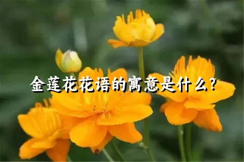 金莲花花语的寓意是什么？