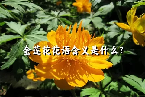 金莲花花语含义是什么？