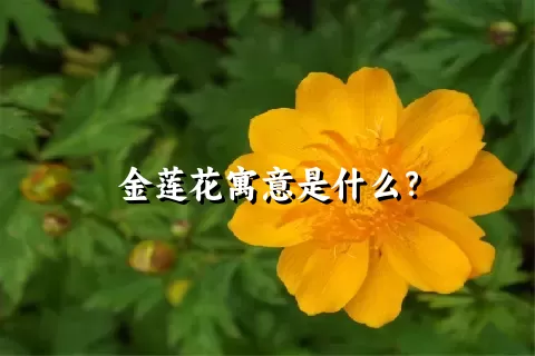 金莲花寓意是什么？