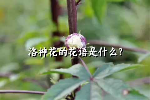 洛神花的花语是什么？