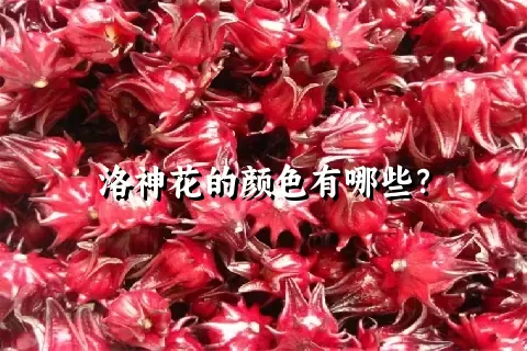 洛神花的颜色有哪些？