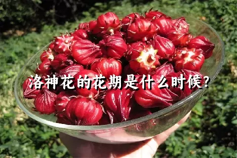 洛神花的花期是什么时候？