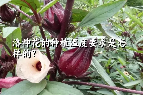 洛神花的种植温度要求是怎样的？