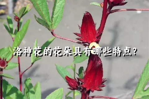 洛神花的花朵具有哪些特点？