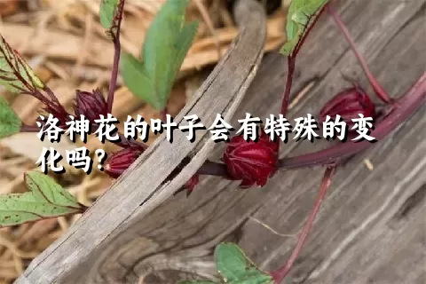 洛神花的叶子会有特殊的变化吗？