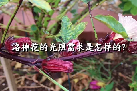 洛神花的光照需求是怎样的？