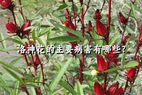 洛神花的主要病害有哪些？