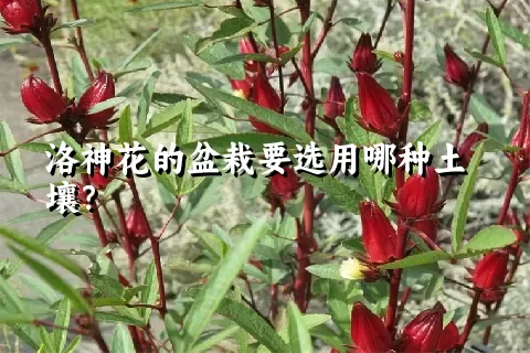 洛神花的盆栽要选用哪种土壤？