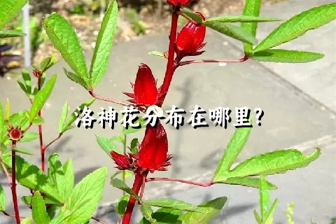 洛神花分布在哪里?