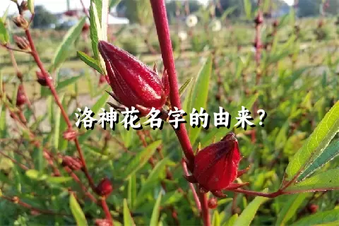 洛神花名字的由来？