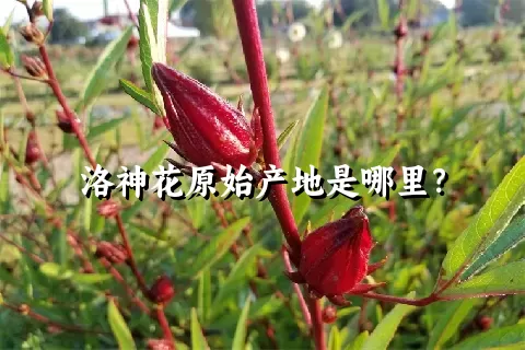 洛神花原始产地是哪里？