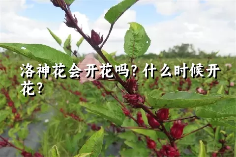 洛神花会开花吗？什么时候开花？