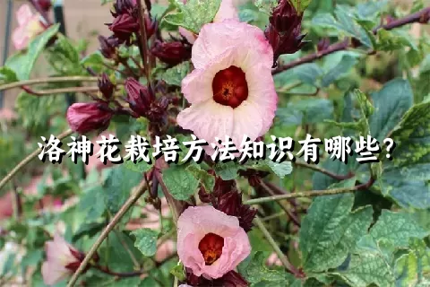 洛神花栽培方法知识有哪些？